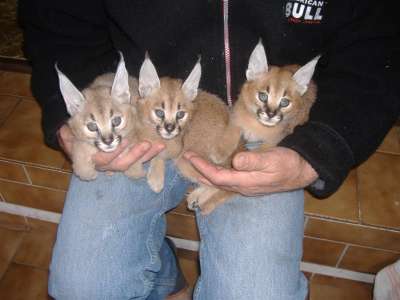 Продам крупные виды хищных кошек