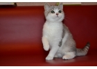Смышлные шотландские котята