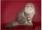 Лучшие шотландские котята