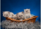 Невские маскарадные котята-счастье в дом