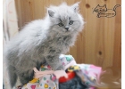 Британские длинношерстные котята
