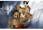 Щенки Вельш Корги Пемброк
