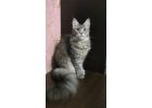Предлагается кошечка Мейн кун