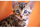 Bengal Ket