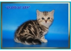 Шотландские котята из питомника Daryacats