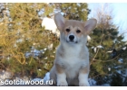 Щенки Вельш Корги Пемброк