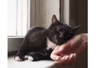 Котенок в добрые руки Есть ветпаспорт