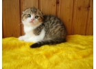 Незаменимые шотландские котята