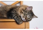 Чудесный домашний котик Подорожник ищет дом и доброе сердце