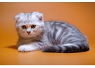Купить шотландского котнка лучше у нас
