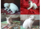 Шотландские детки ищут любящих родителей